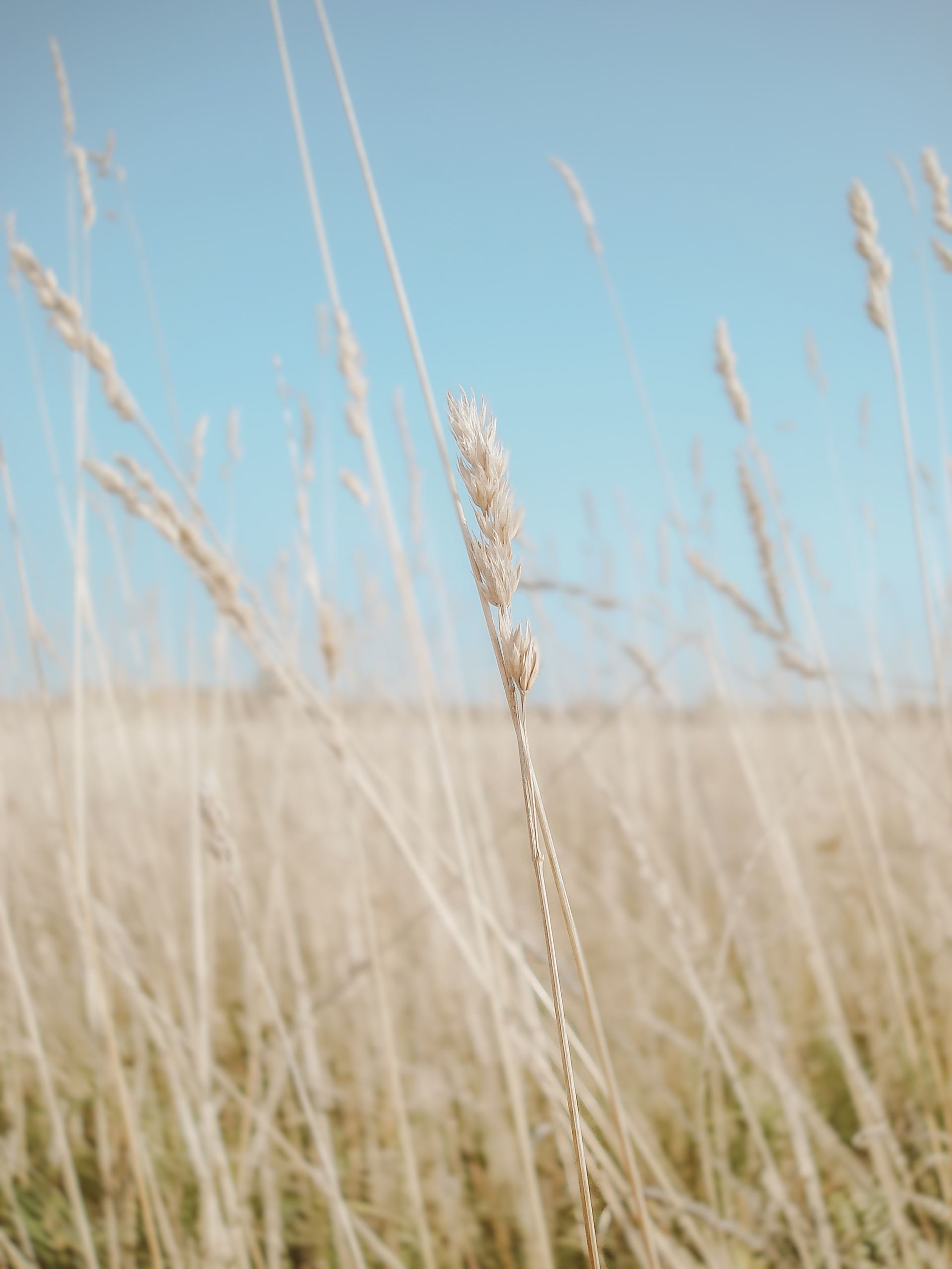 Corn in the wind